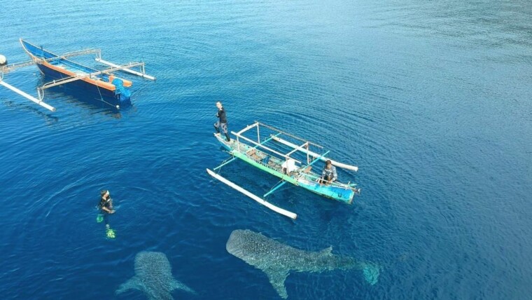 Hiu Paus Gorontalo